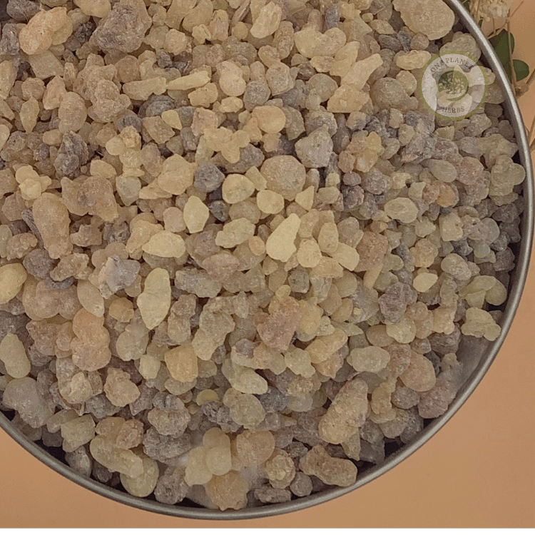 Frankincense (Indian)